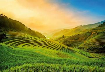 Rice Field Wallpaper Top Background