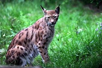 Natur Image Crazy Gallery