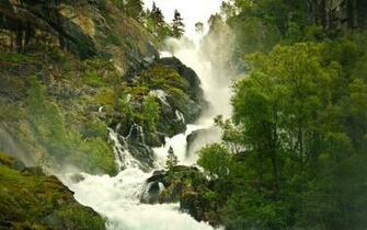 Rain Forest Background