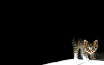 Lonely Cat Wallpaper Boy Kitten Girl Photo Sad
