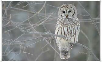 Eagle Owl Wallpaper