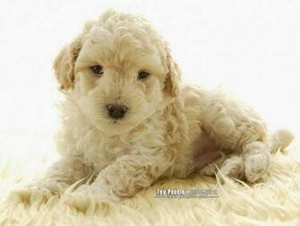 Toy Poodle Puppy Curly Coat Miniature Wallpaper