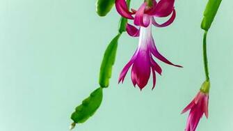 Christmas Cactus Desktop HD Wallpaper