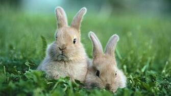 Your Wallpaper Cute Rabbit