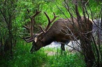 Elk Computer Wallpaper Desktop Background Id