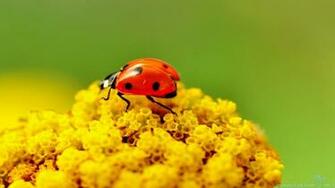 Cute Ladybug Wallpaper Jpg
