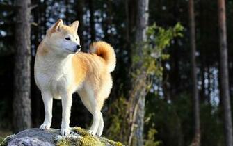 Beautiful Akita Dog Desktop Background Image Animals And Birds