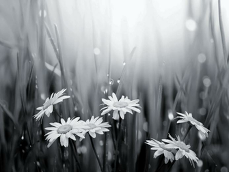 Black And White Daisies Raindrops Wallpaper Happy 300th To David