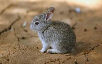 Cute Rabbit Widescreen Wallpaper Xml Ger Themes