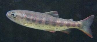 Cherry Salmon Photo And Wallpaper Cute Pictures