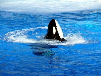 High Definition Wallpaper Photo Shamu Html
