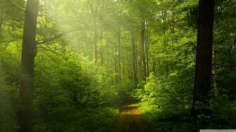 Beautiful Nature Image Green Forest 4k HD Desktop Wallpaper
