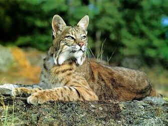 Bobcat 3d Wallpaper