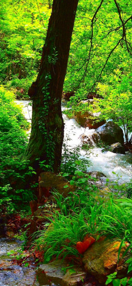 Beautiful Summer Forest Green Trees Rocks Stream