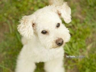 Lovable Toy Poodle Puppy Curly Coat Miniature Wallpaper
