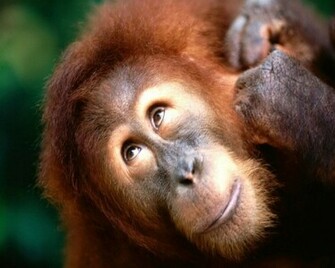 Cute Monkey Wallpaper