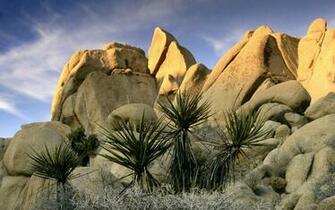 National Park Joshua Tree Wallpaper Art HD