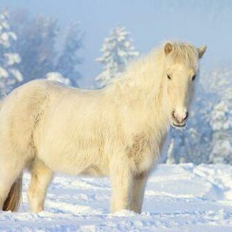 Yakutian Horse Picture For iPhone Blackberry iPad