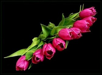 Rose Flowers Image Most Yellow Beautiful