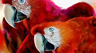 Scarlet Macaw Wallpaper Animal
