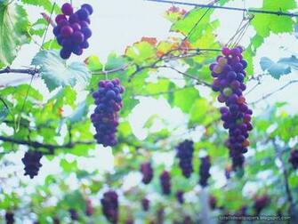 Beautiful Wallpaper For Desktop Grape HD