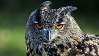 Owl Wallpaper HD