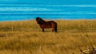 Autumn Season Horses Iceland Wallpaper