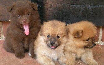 Chihuahua Mix Puppies Wallpaper For Desktop HD Dogs