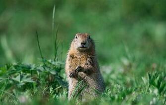 Wallpaper Grass Plants Attention Gopher Rodent Image For