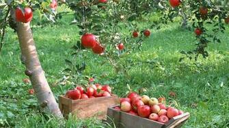 Desktop Apple Fruits Tree Image