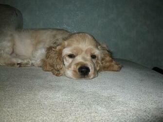 Cocker Spaniel Americano