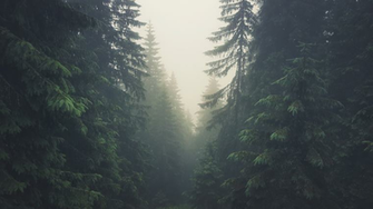 Tatra Mountains Forest Trees Pine Slovakia