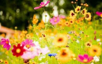 Windows Flowers Wallpaper Desktop