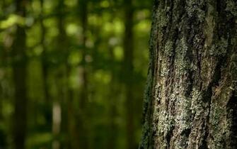 Tree Bark Wallpaper