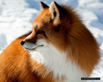 Red Fox Wallpaper Widescreen