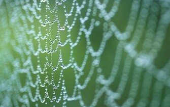Spider Web Wallpaper