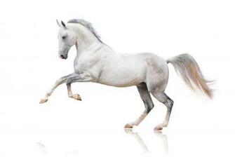 Wallpaper Horse White Background