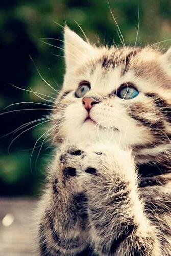 Cute Kitten iPhone Wallpaper