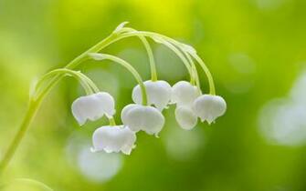Lily Of The Valley Wallpaper High Quality
