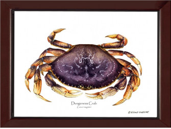 Dungeness Crab Wallpaper