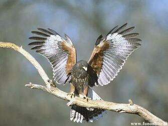 Hawk Wallpaper Beautiful Hawks HD For