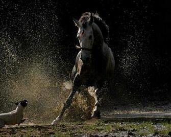 Horse Wallpaper Blue HD Desktop