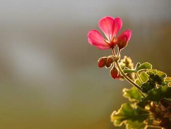 Yellow Flower Wallpaper