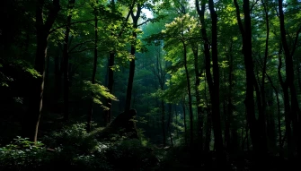 Best Dark Green Wallpaper
