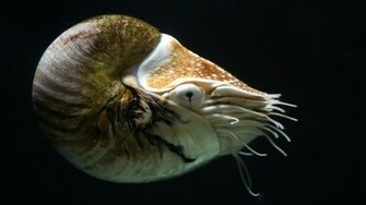 Animals Nautilus Underwater Wallpaper