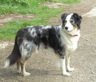 Australian Shepherd Pictures Wallpaper9