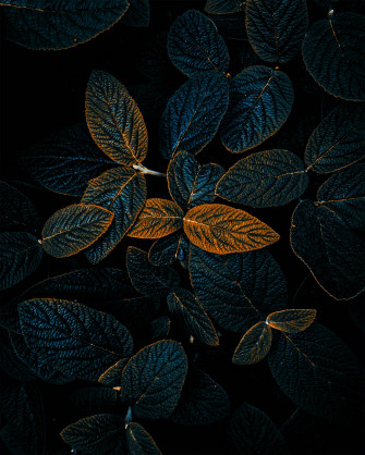 Dark Green Leaves HD Phone Wallpaper