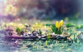 Early Spring Background Pix For Web