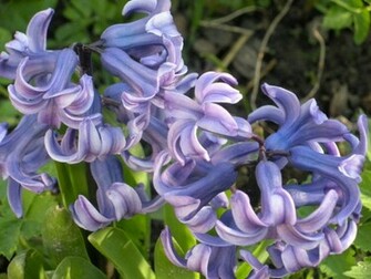 Hyacinth Wallpaper