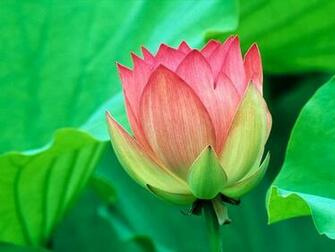 HD Wallpaper Flowers Wide Screen And Full High Qualiti